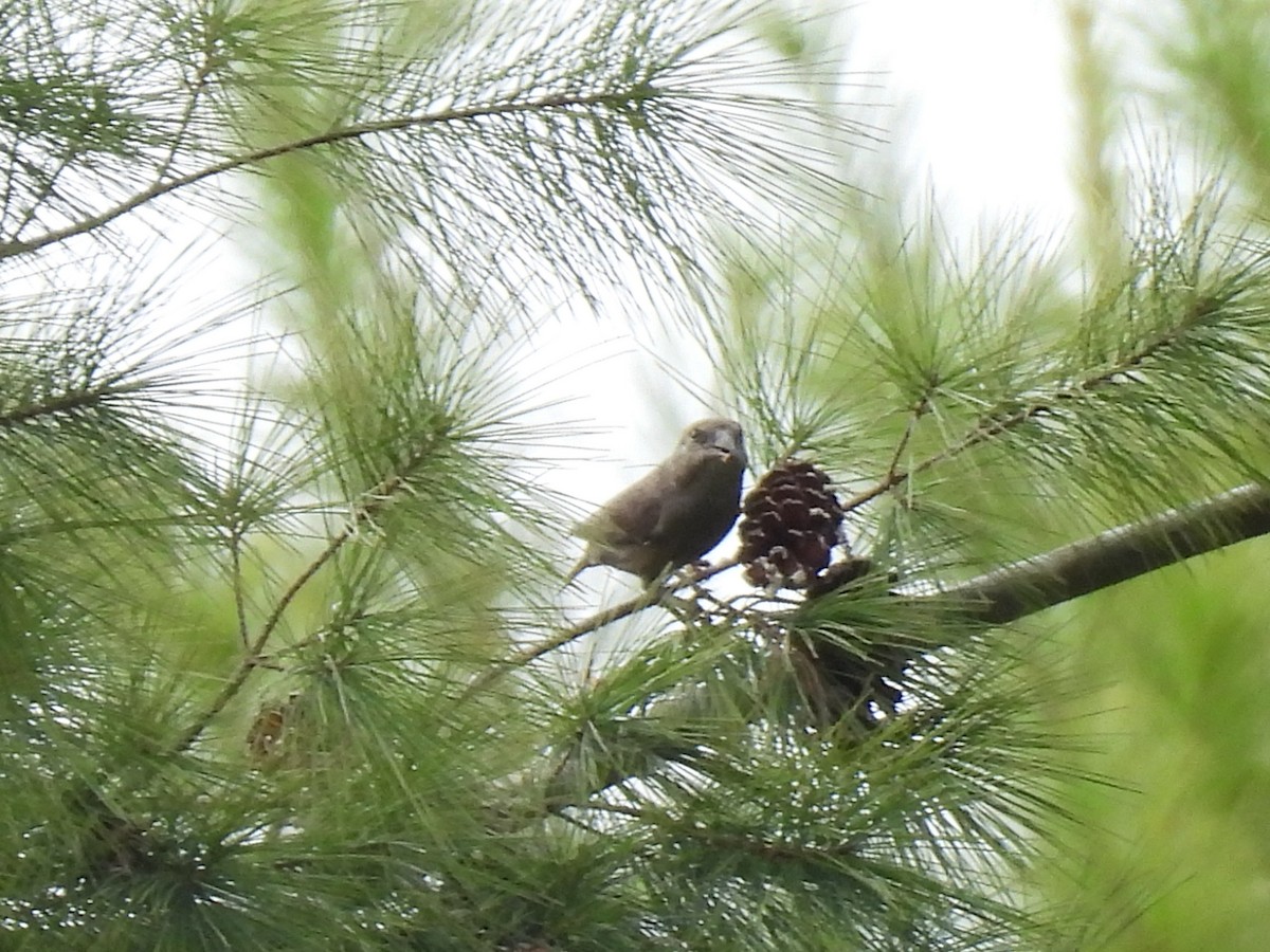 Red Crossbill - ML644044876
