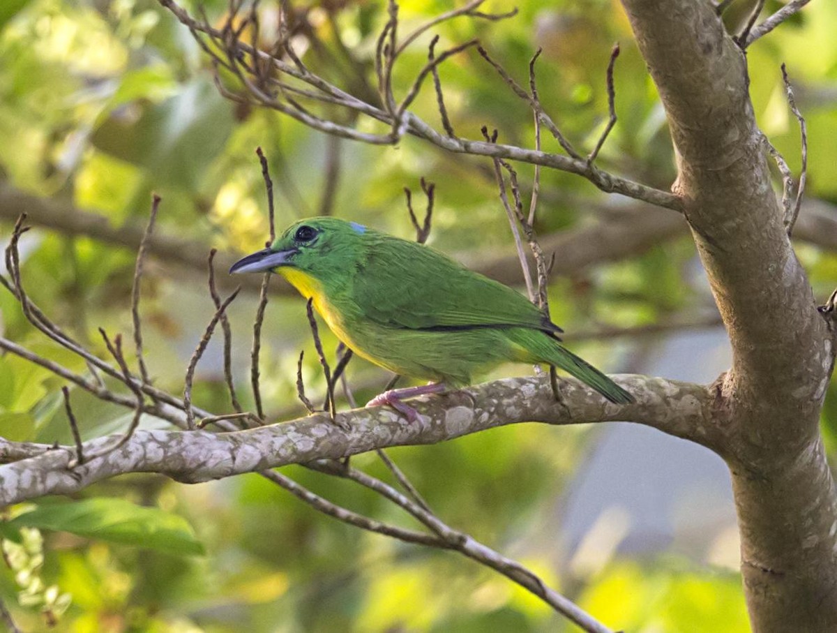 Green Shrike-Vireo - ML644044881