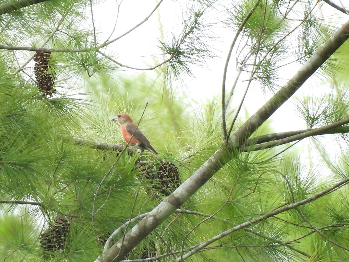 Red Crossbill - ML644044901