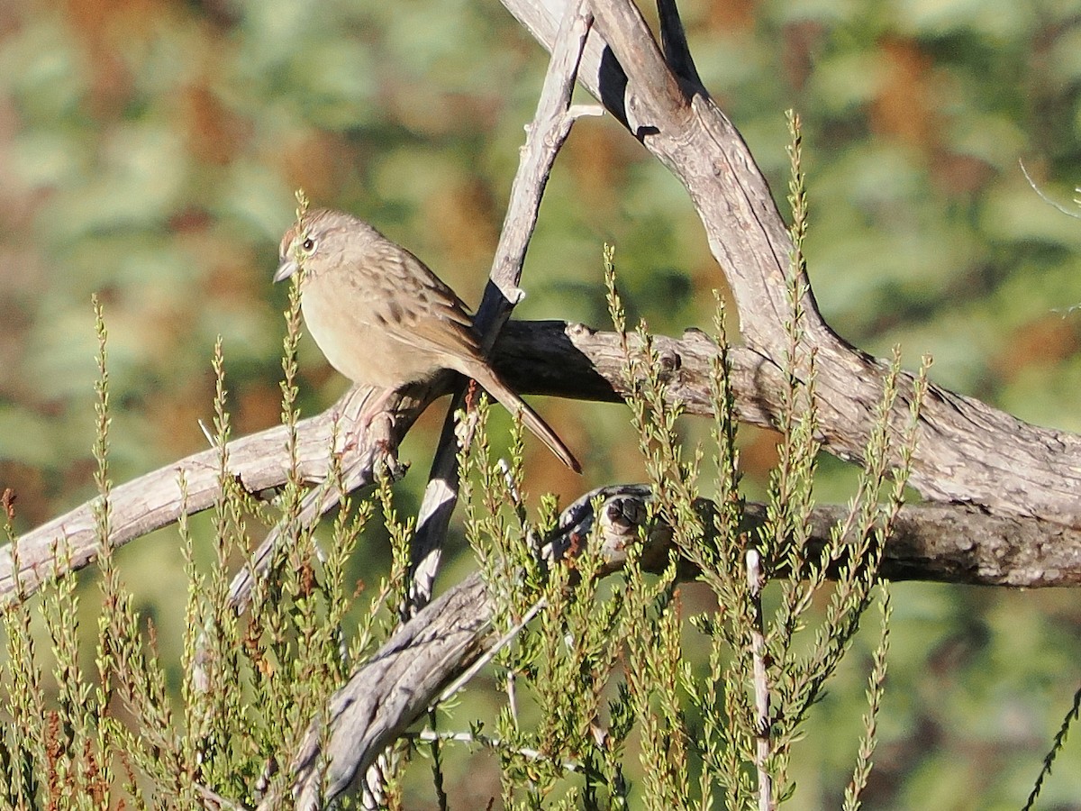 Rufous-crowned Sparrow - ML644044907