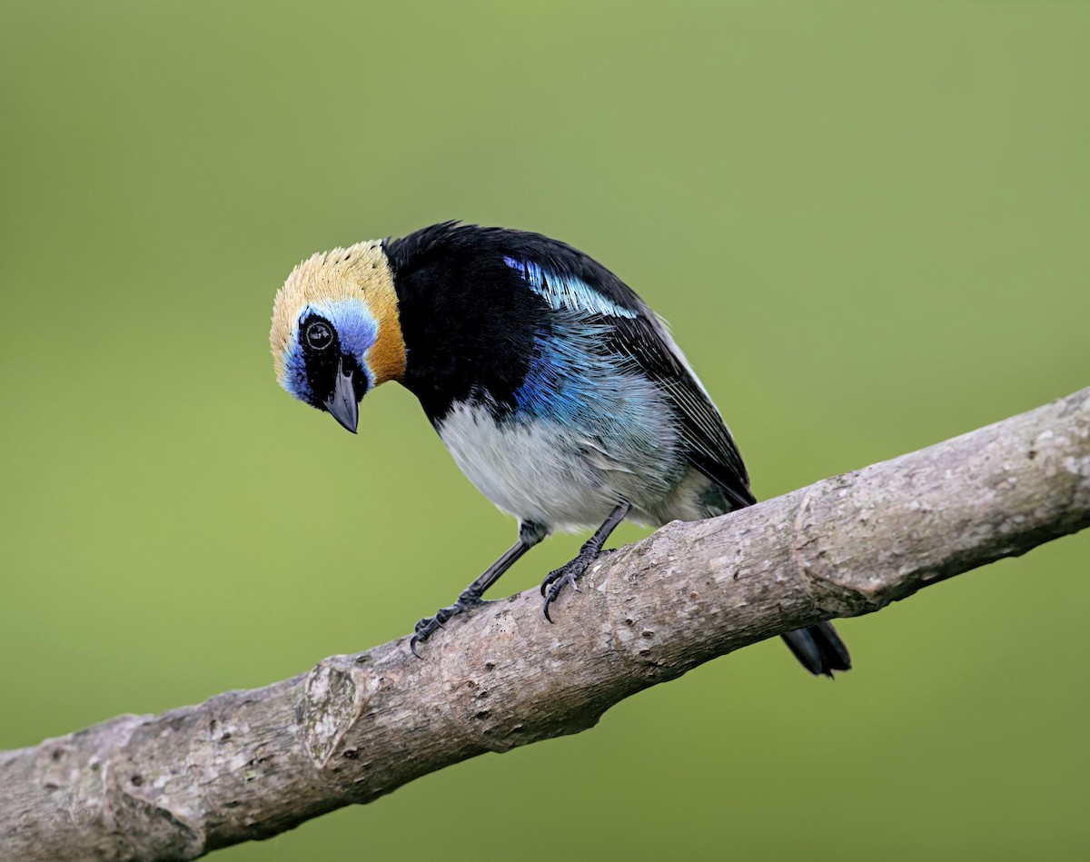 Golden-hooded Tanager - ML644044908