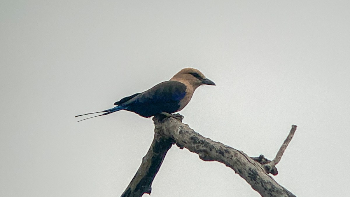 Blue-bellied Roller - ML644044909