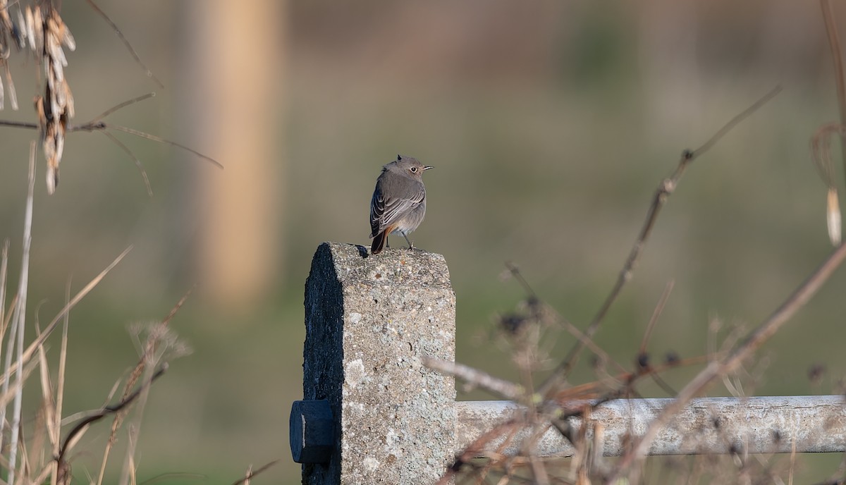 Black Redstart - ML644044919