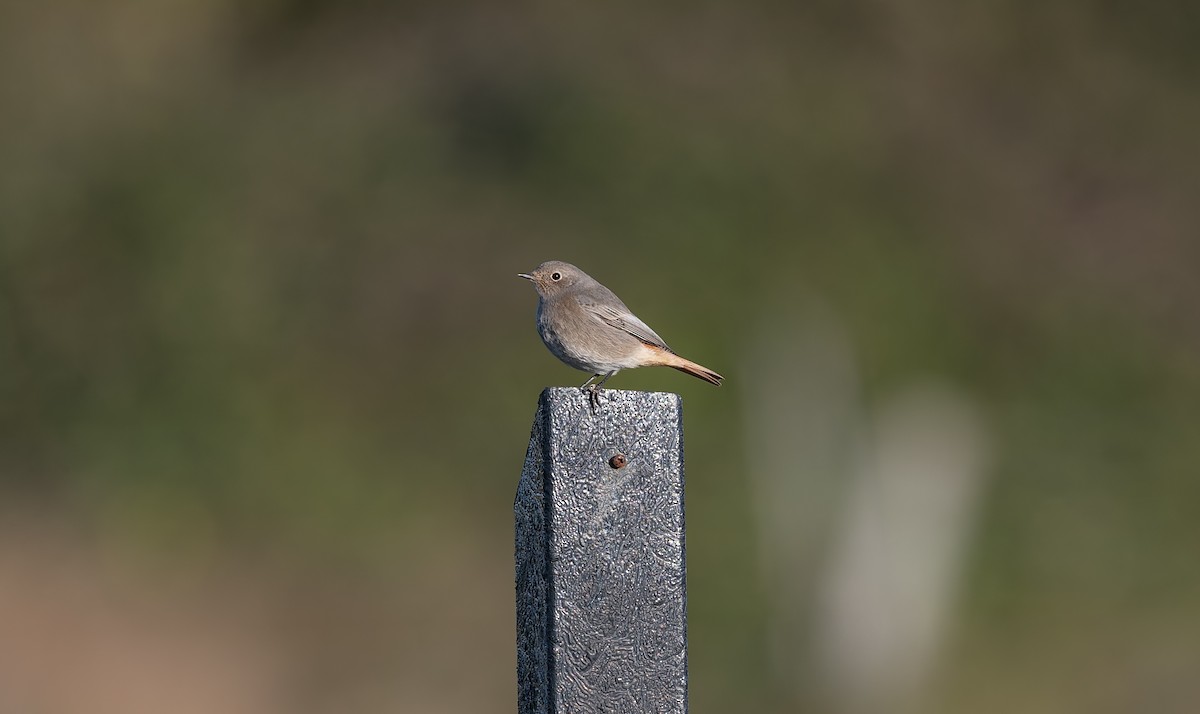 Black Redstart - ML644044920