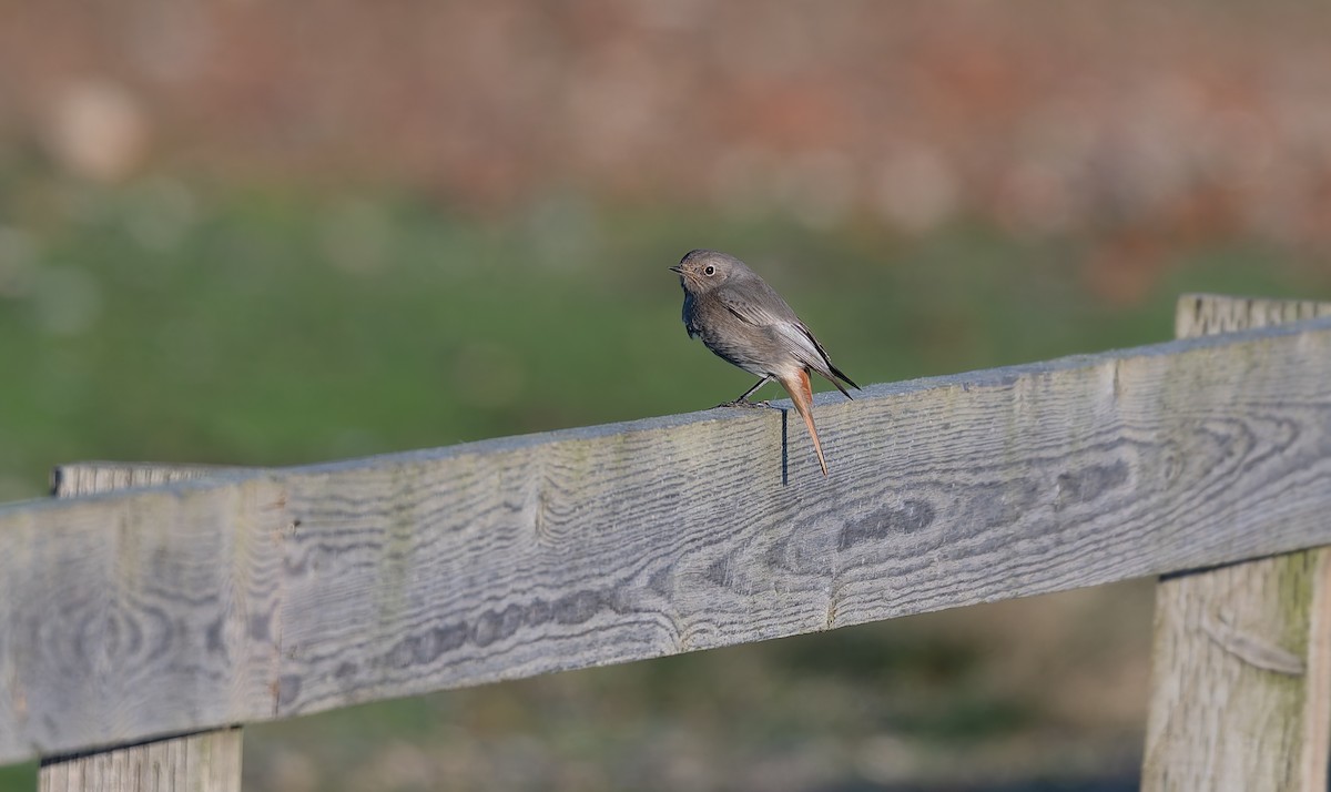 Black Redstart - ML644044921
