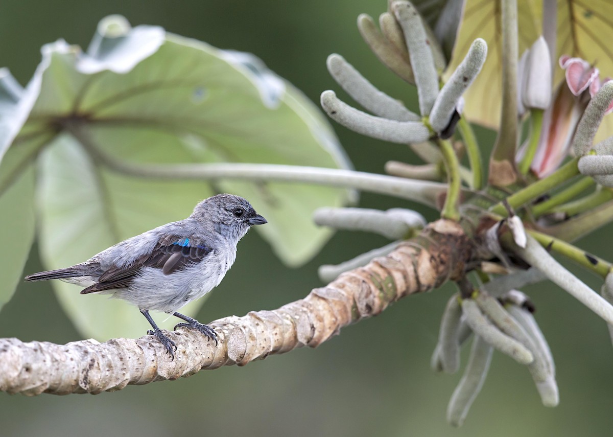 Plain-colored Tanager - ML644044925