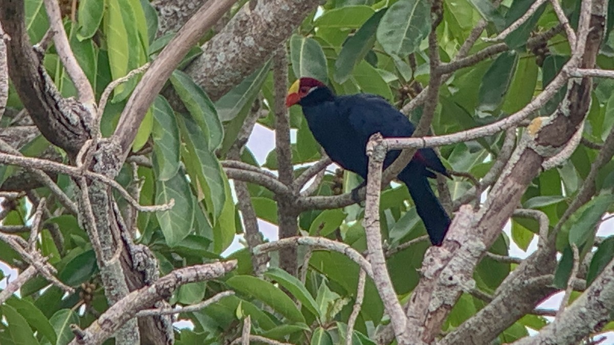 Violet Turaco - ML644044956