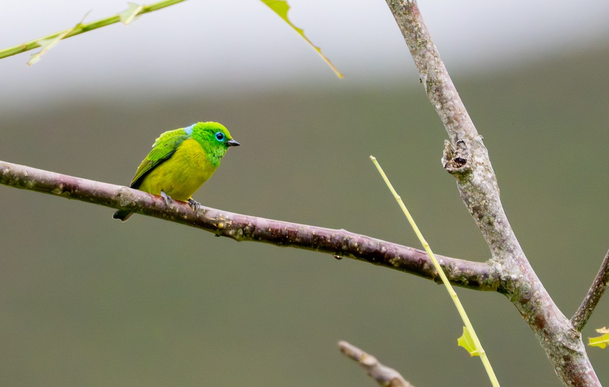 blånakkeklorofonia - ML644044958