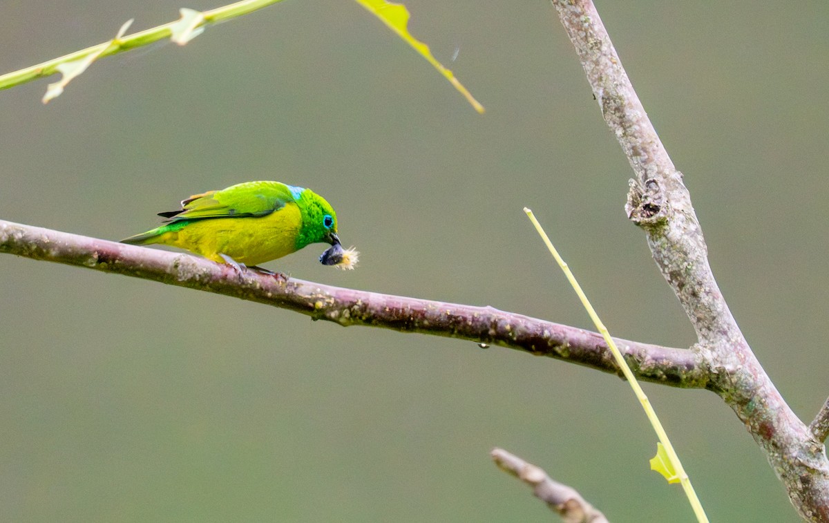 blånakkeklorofonia - ML644044959