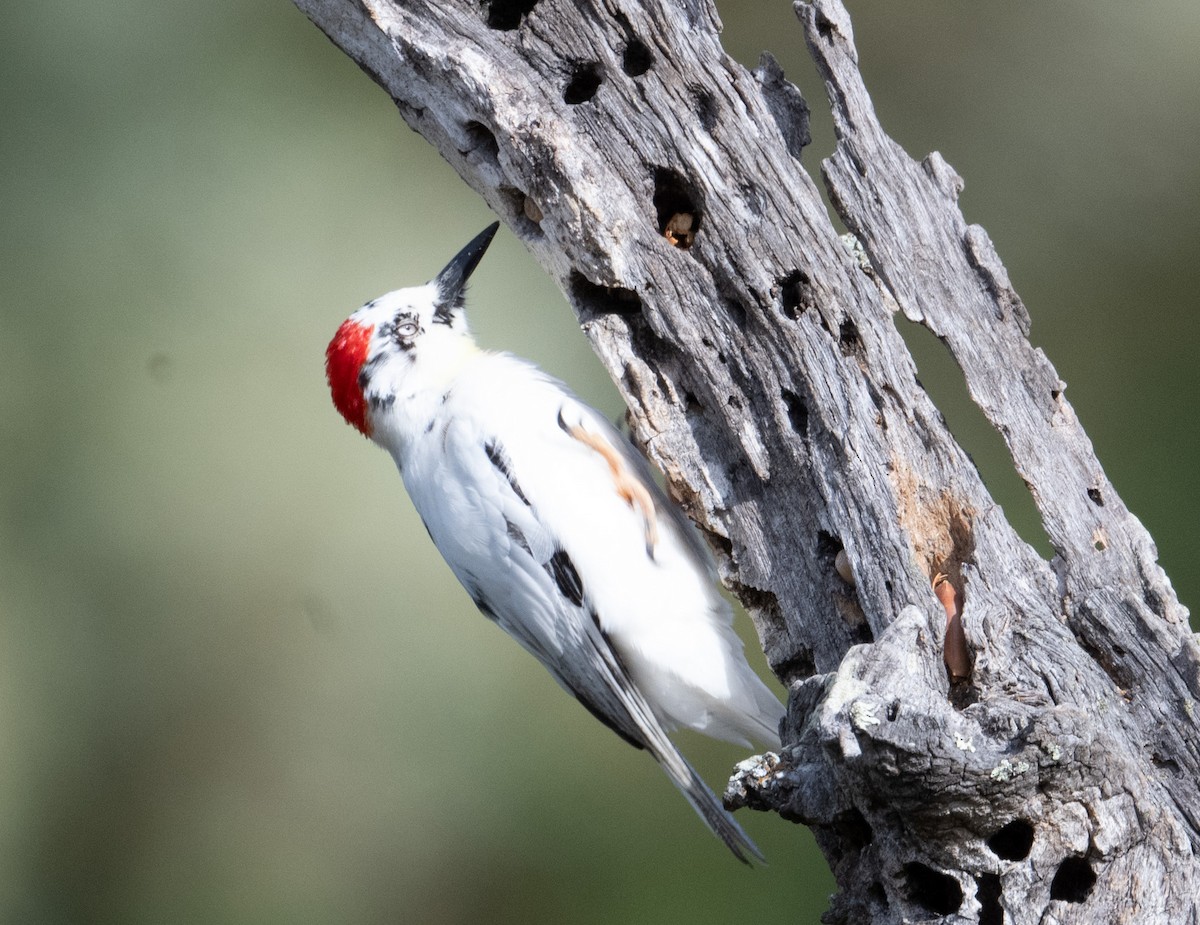 Acorn Woodpecker - ML644044960