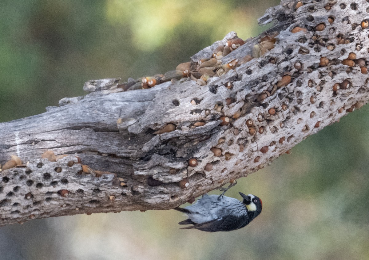 Acorn Woodpecker - ML644044961