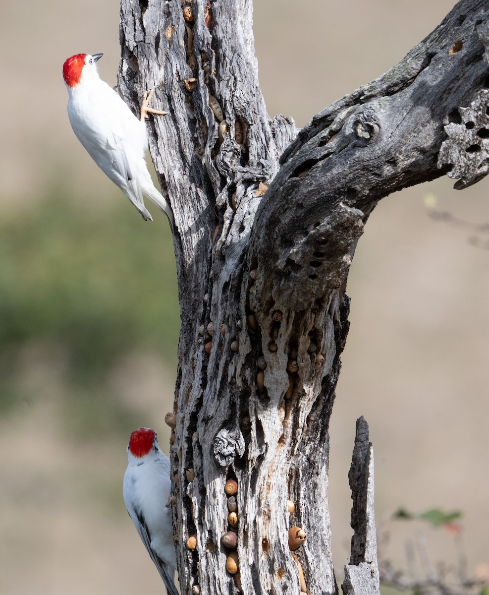 Acorn Woodpecker - ML644044962