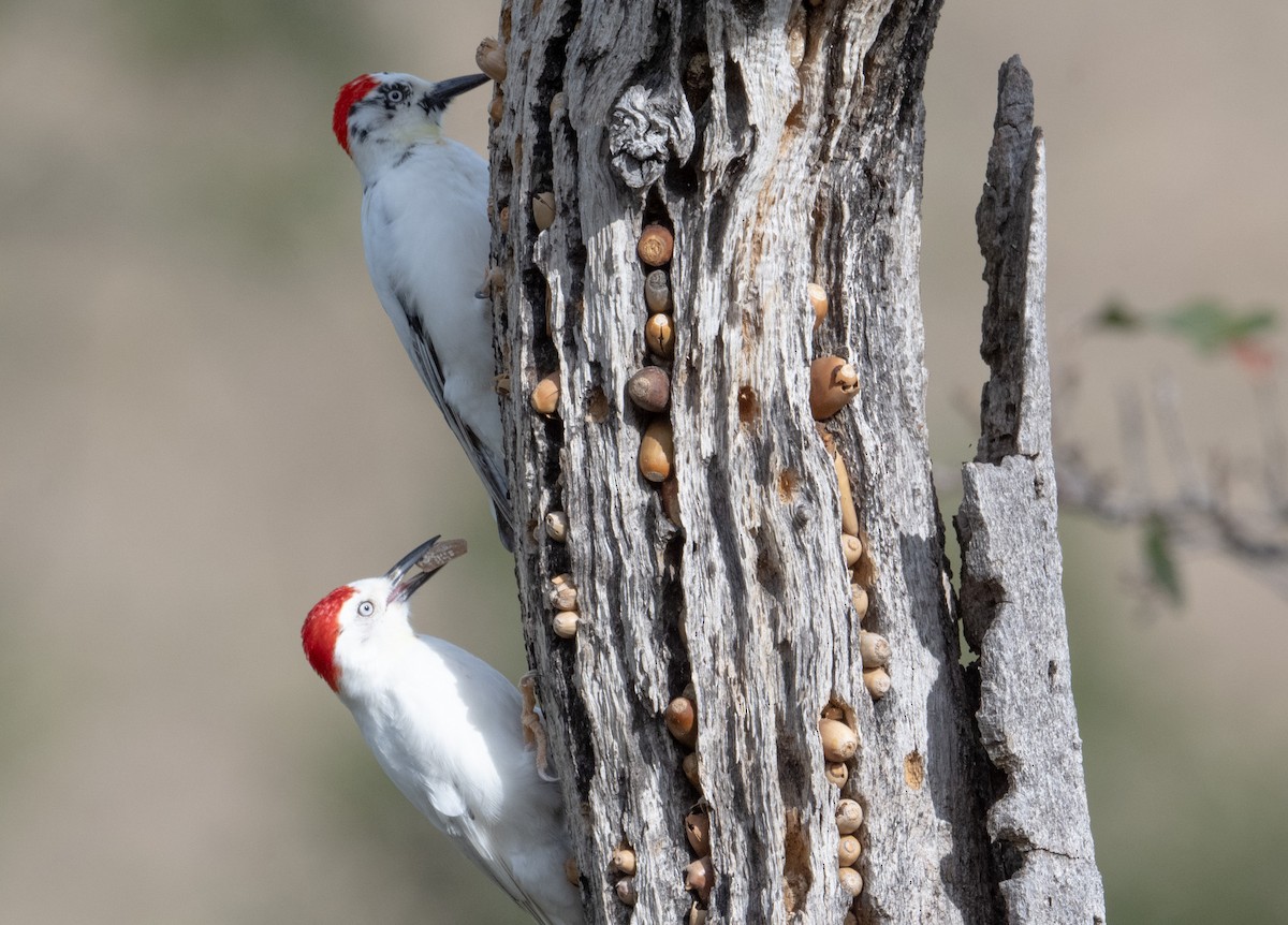 Acorn Woodpecker - ML644044963