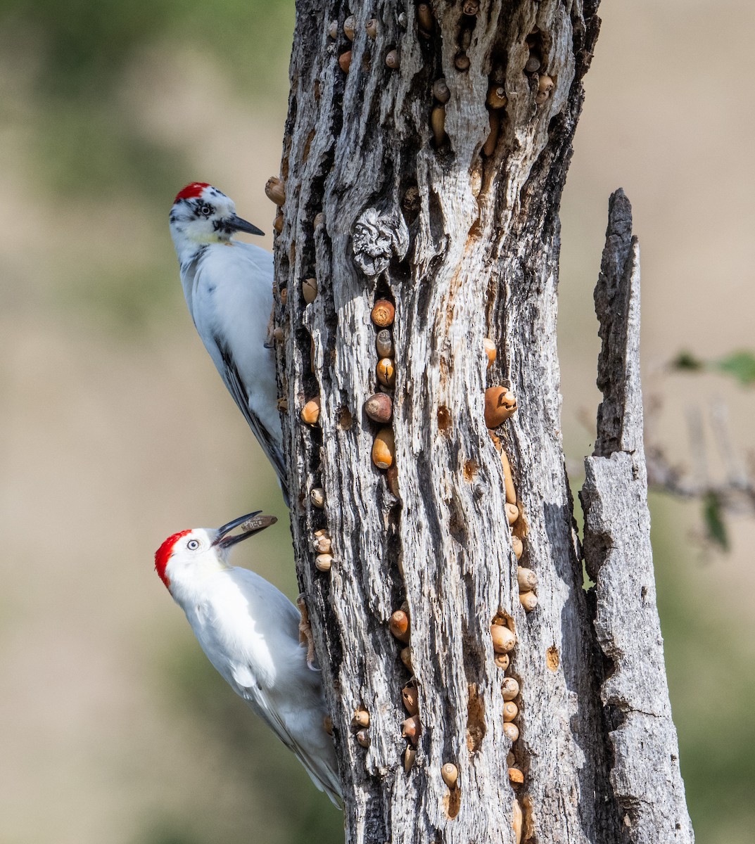 Acorn Woodpecker - ML644044964