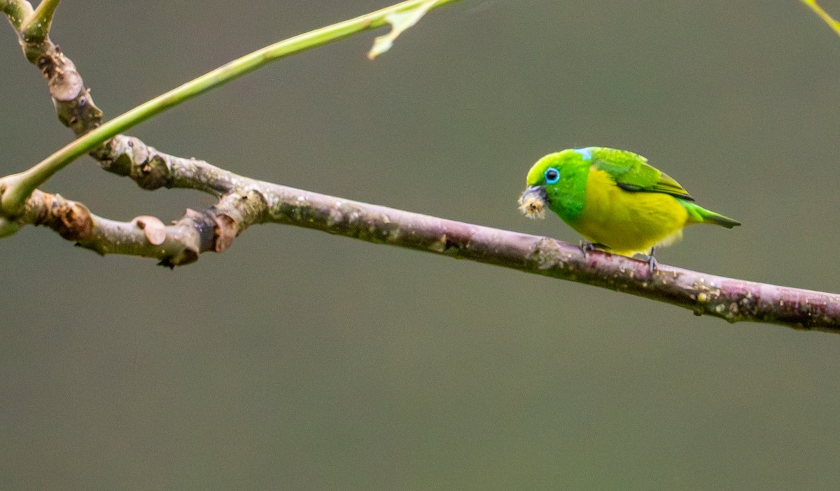 blånakkeklorofonia - ML644044965