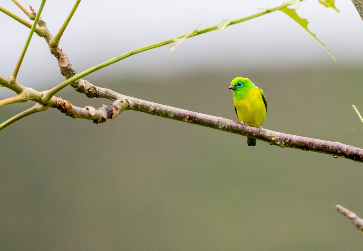 blånakkeklorofonia - ML644044966