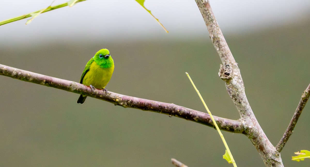 blånakkeklorofonia - ML644044967