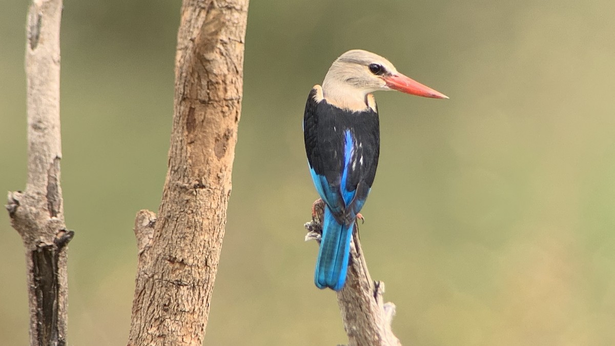 Alción Cabeciblanco - ML644044971