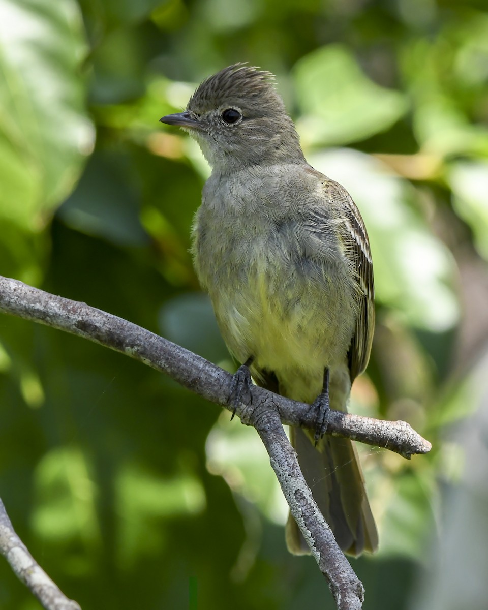 Large Elaenia - ML644045045