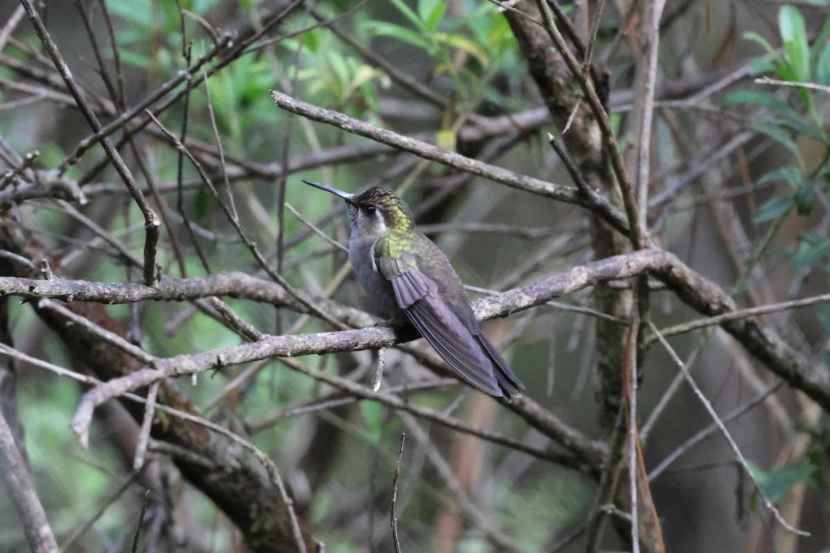 Amethyst-throated Mountain-gem - ML644045049