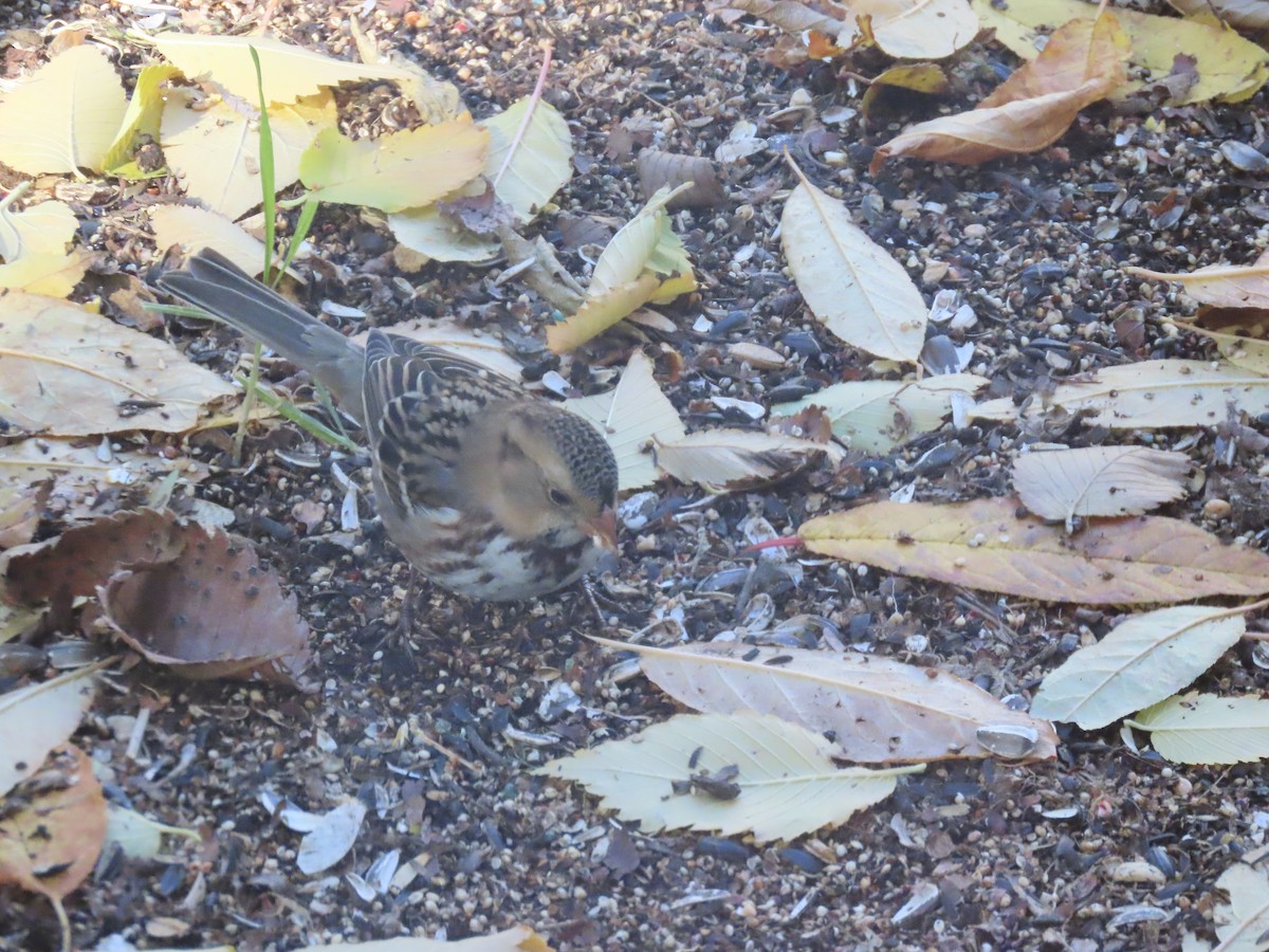 Harris's Sparrow - ML644045055