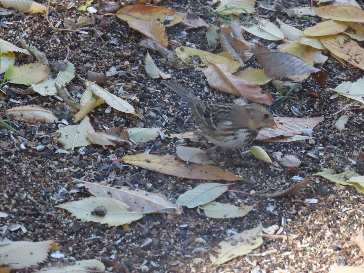Harris's Sparrow - ML644045056