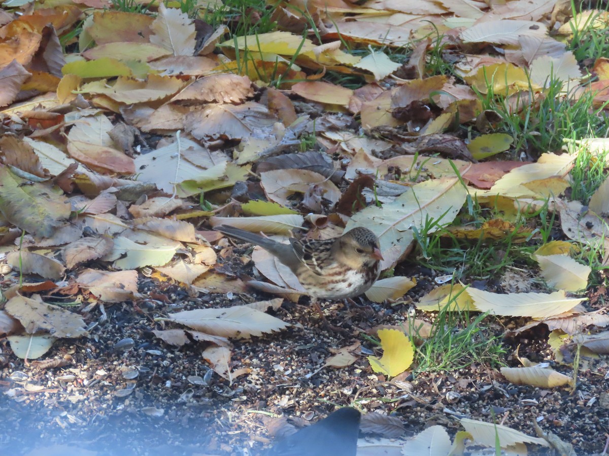 Harris's Sparrow - ML644045057