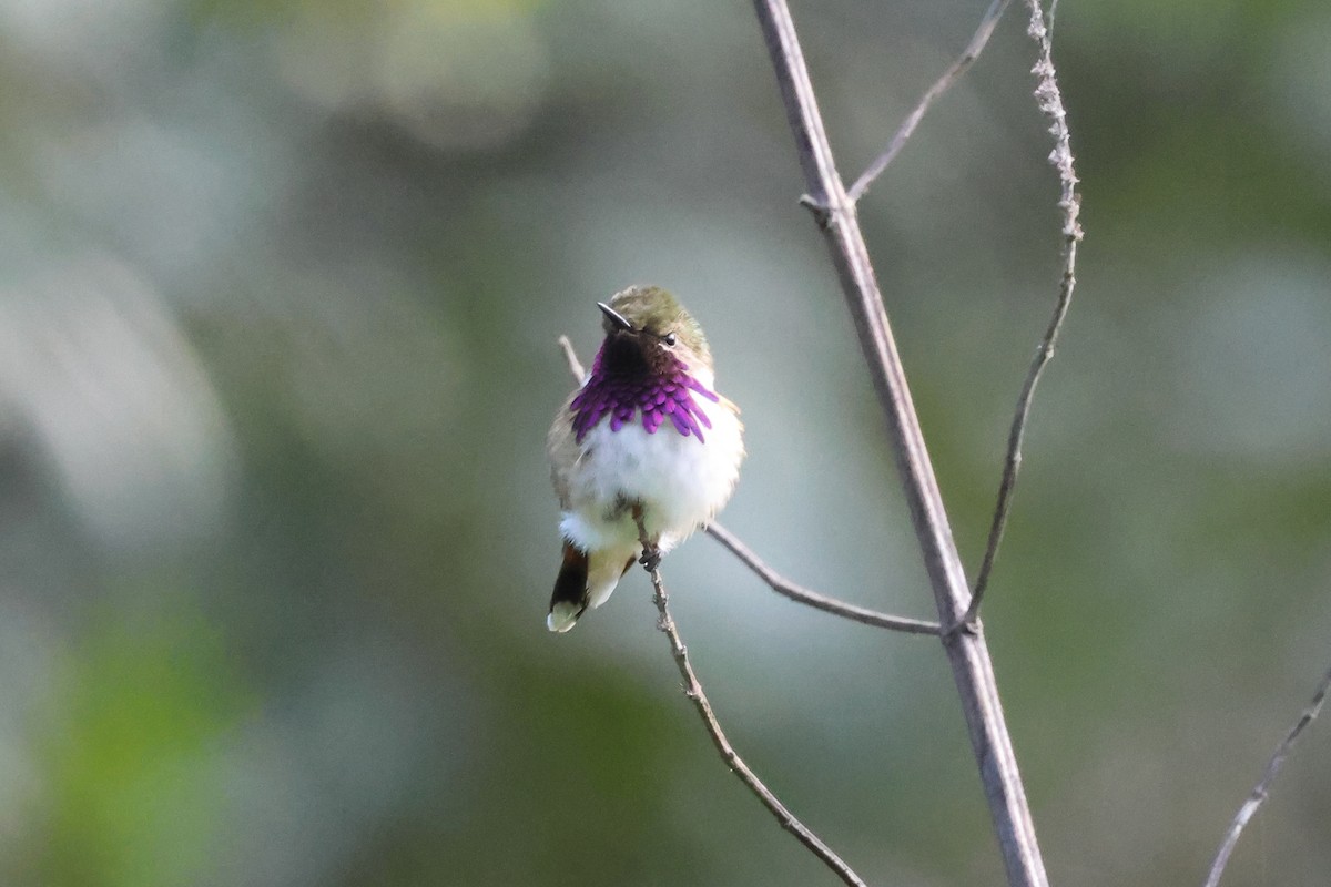 Bumblebee Hummingbird - ML644045064