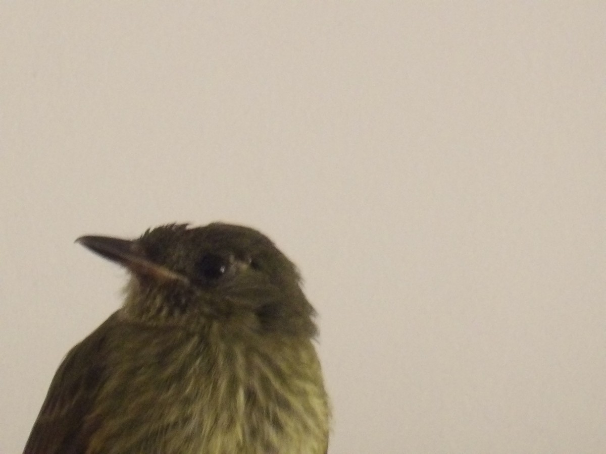 Olive-striped Flycatcher - ML644045065