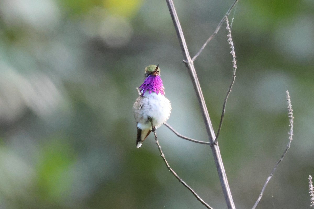 Bumblebee Hummingbird - ML644045066