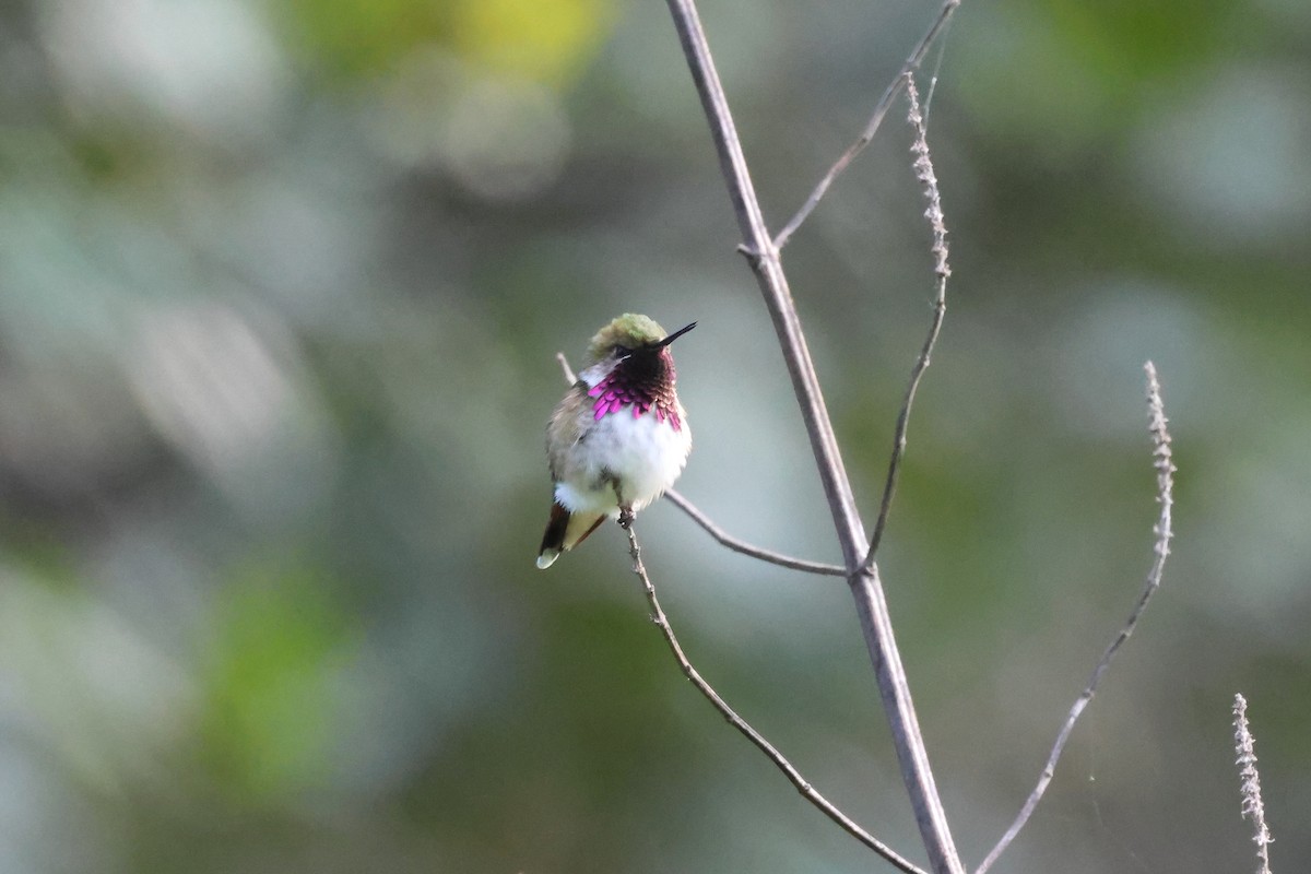 Bumblebee Hummingbird - ML644045067