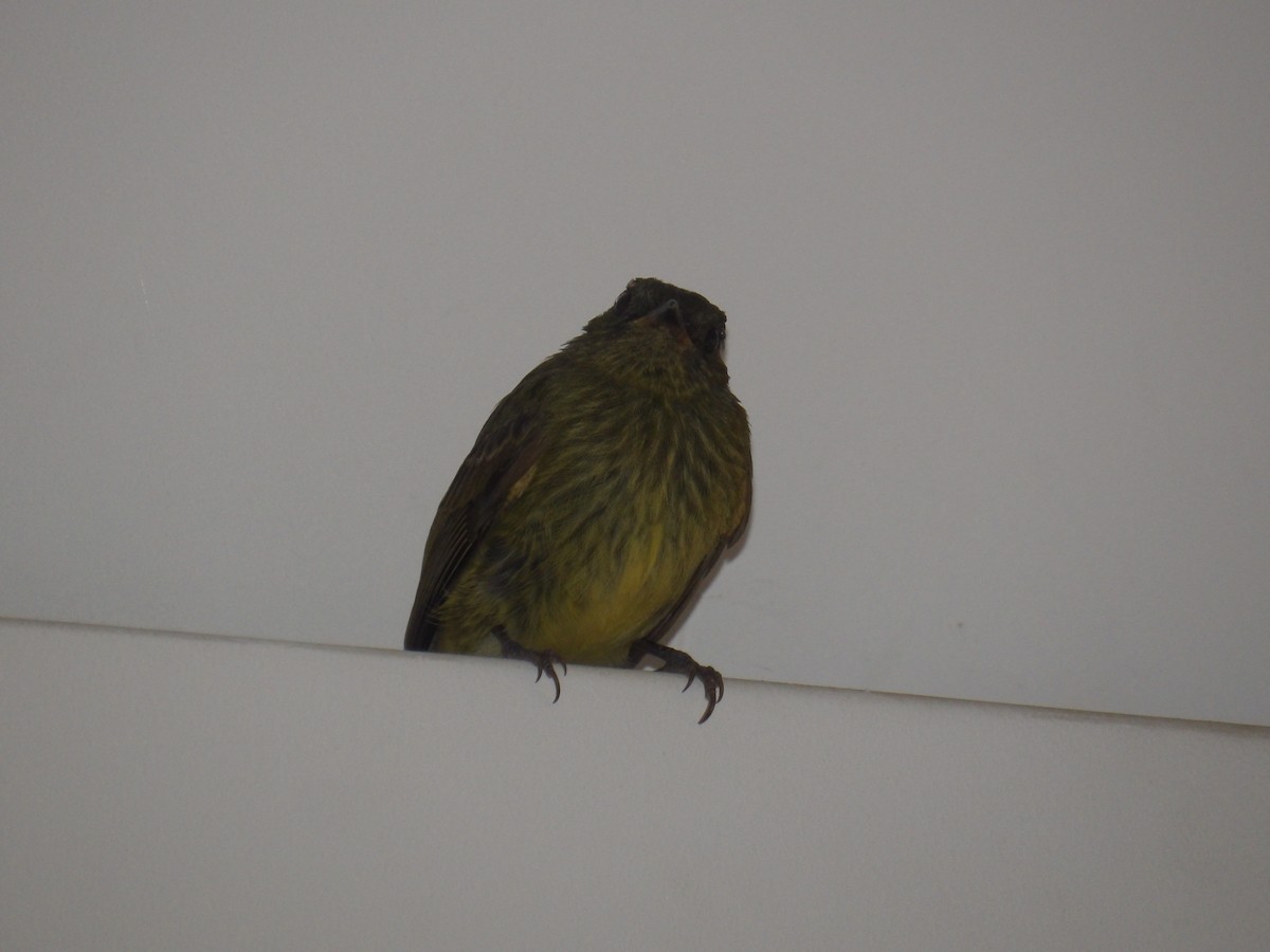 Olive-striped Flycatcher - ML644045069