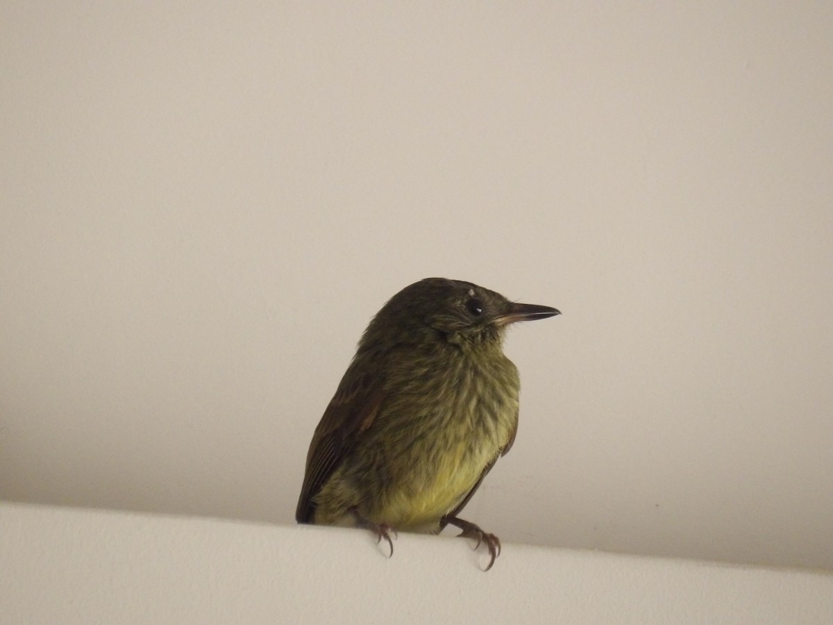 Olive-striped Flycatcher - ML644045070