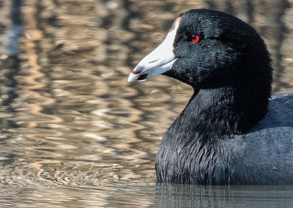 American Coot - ML644045076