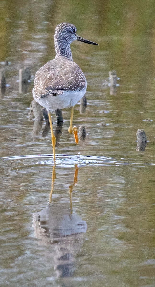 Greater Yellowlegs - ML644045081