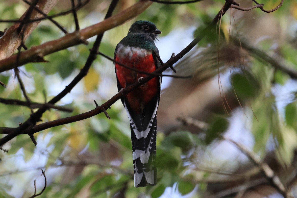 Bronzetrogon - ML644045084