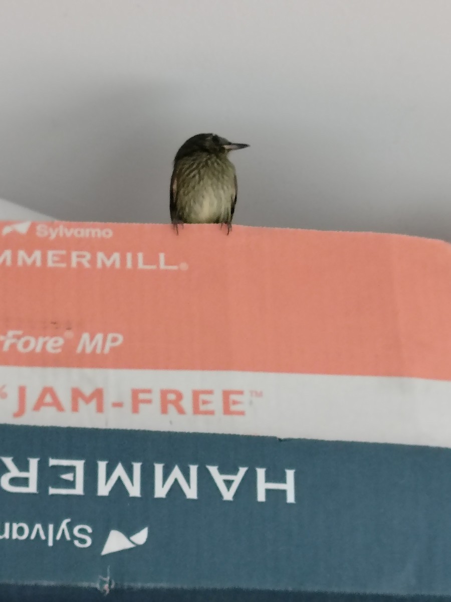 Olive-striped Flycatcher - ML644045090