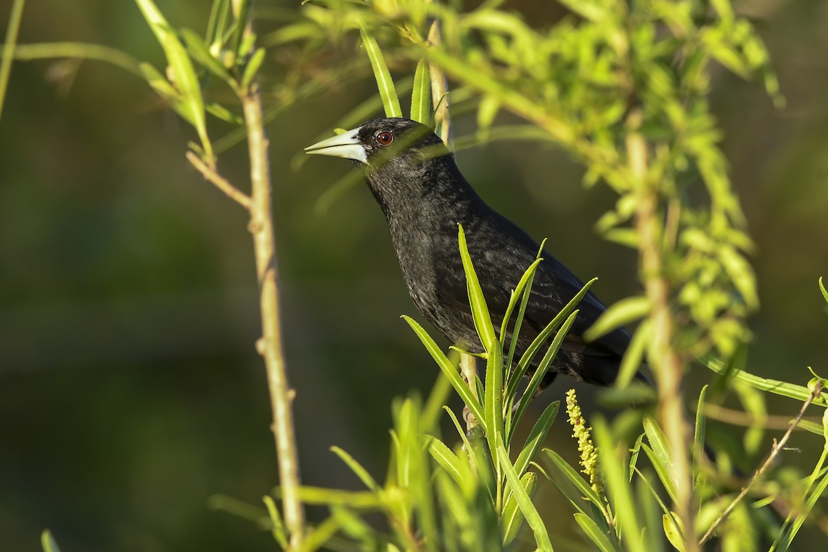 Solitary Black Cacique - ML644045094