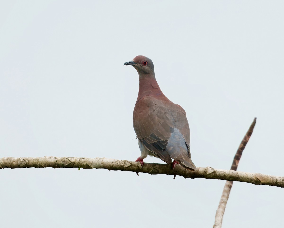 Pale-vented Pigeon - ML644045103