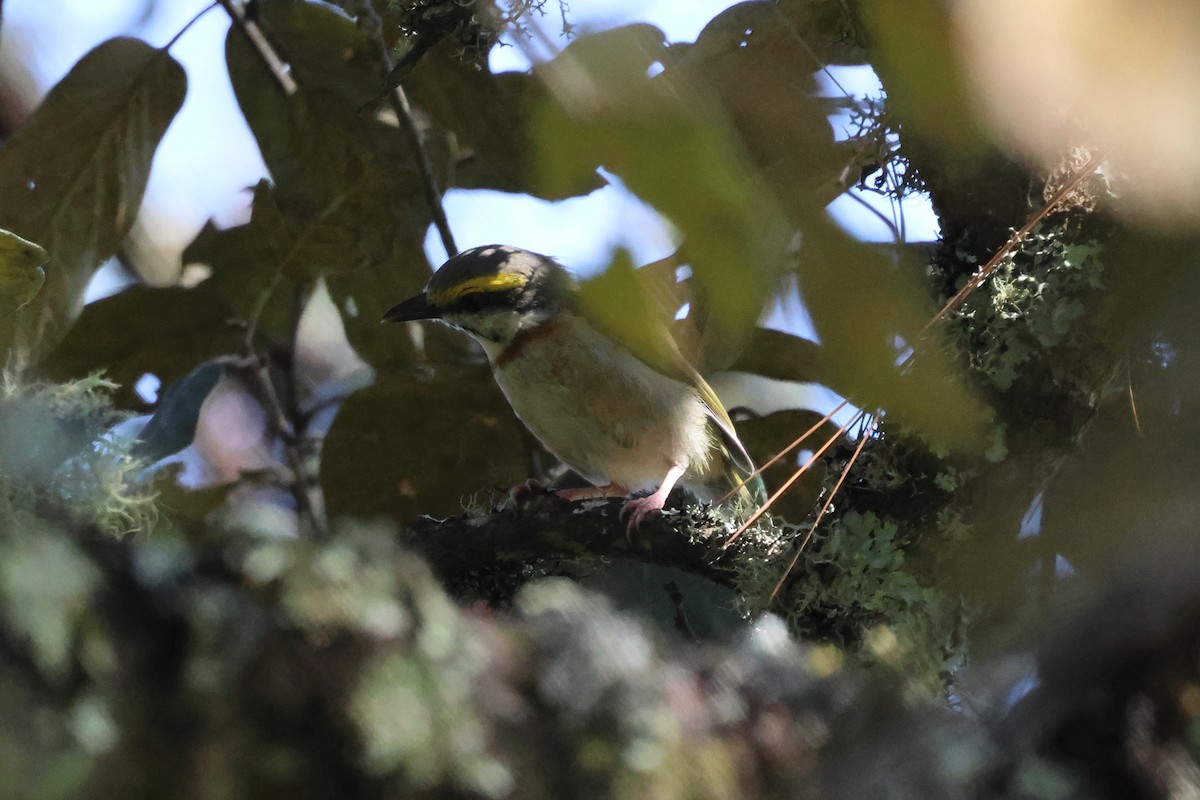 Chestnut-sided Shrike-Vireo - ML644045111