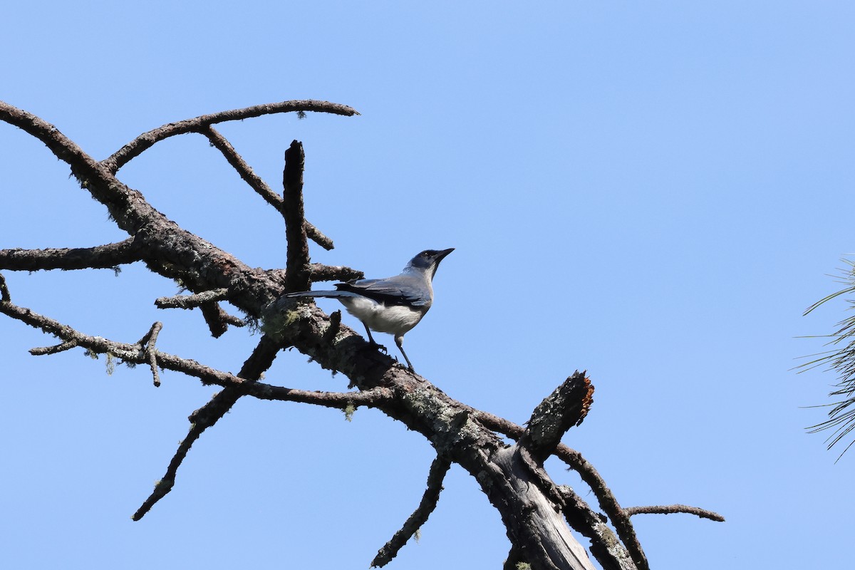 Transvolcanic Jay - ML644045117