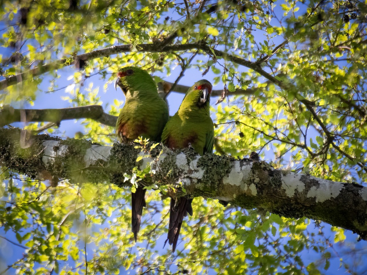 Slender-billed Parakeet - ML644045123