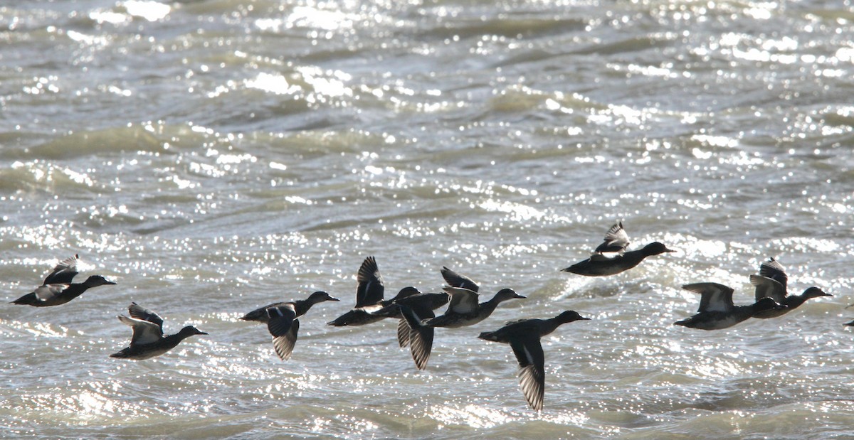 Tufted Duck - ML644045144
