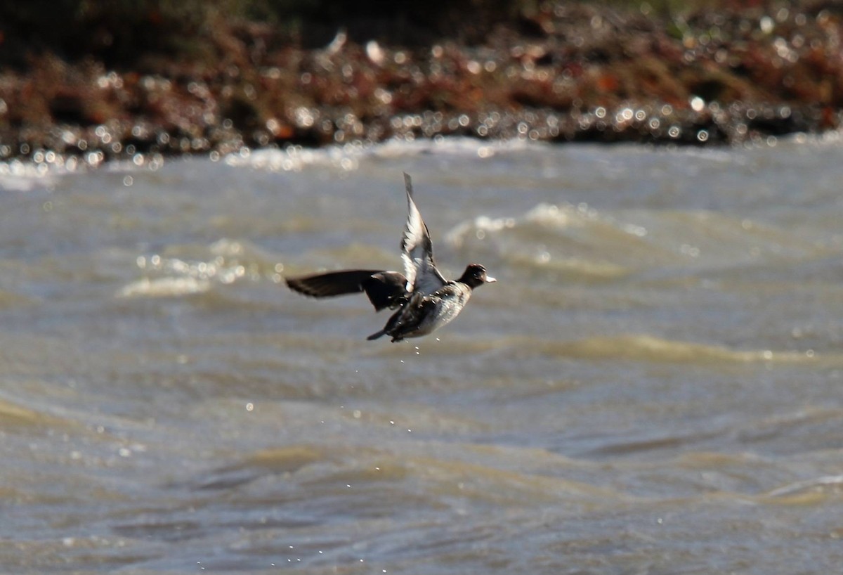 Tufted Duck - ML644045146