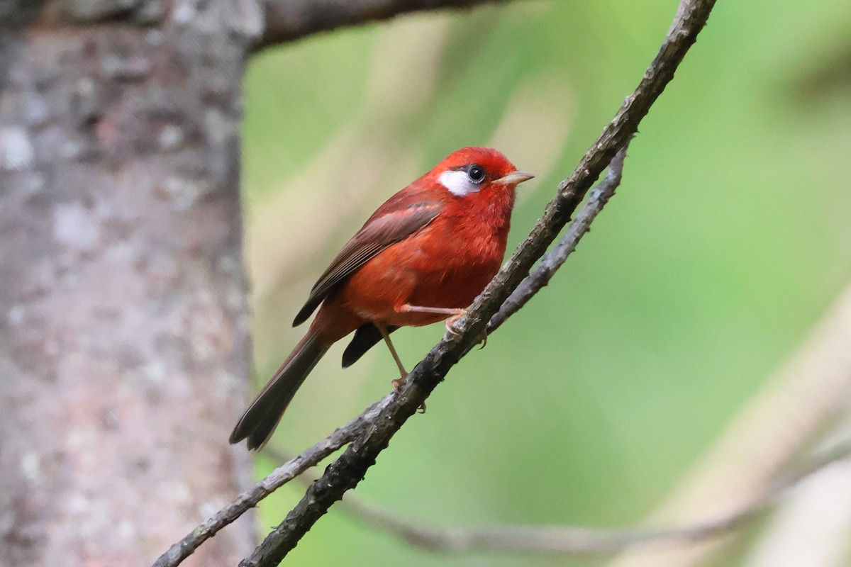 Red Warbler (White-cheeked) - ML644045147