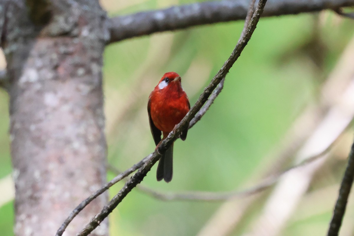 Red Warbler (White-cheeked) - ML644045150