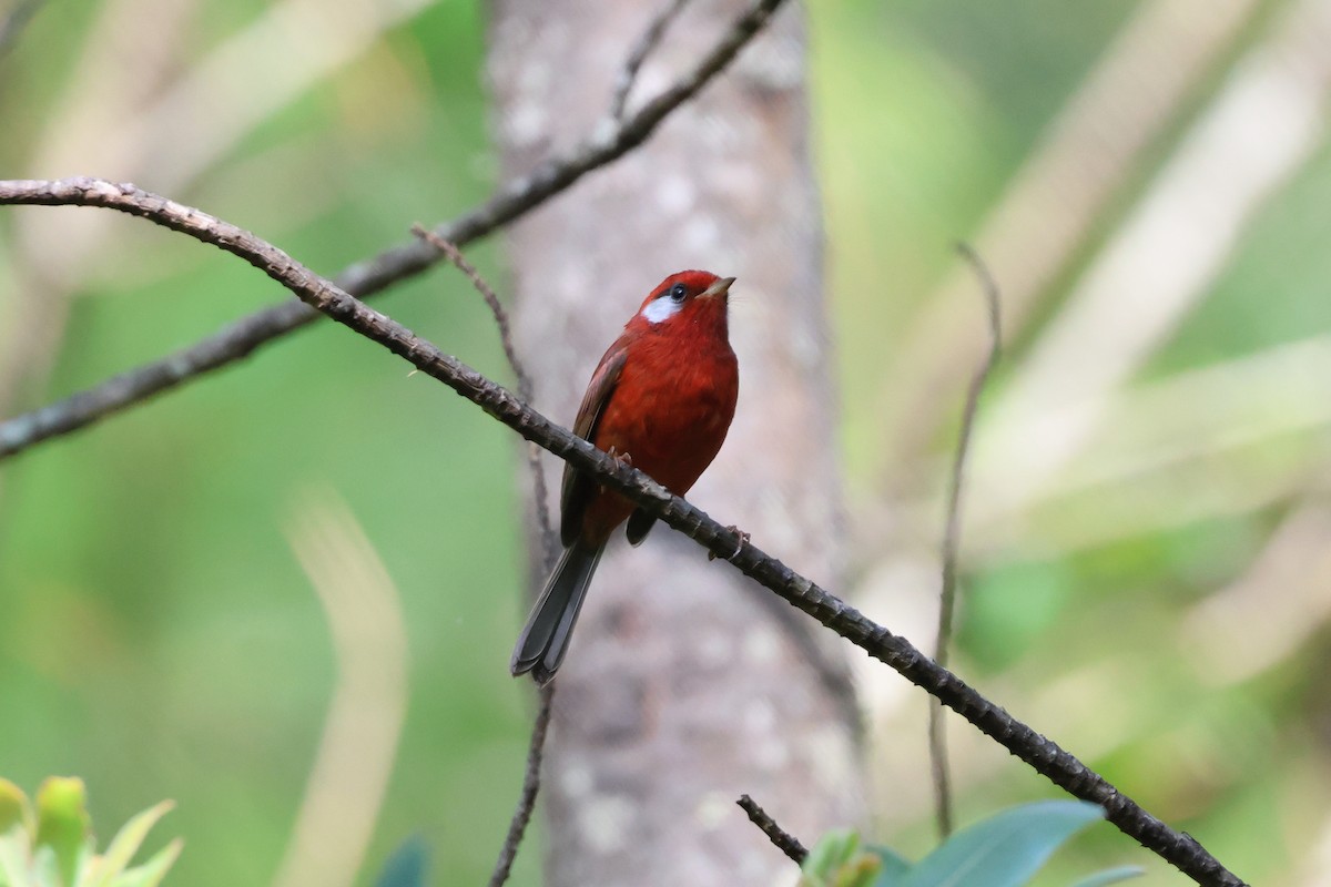 Red Warbler (White-cheeked) - ML644045151