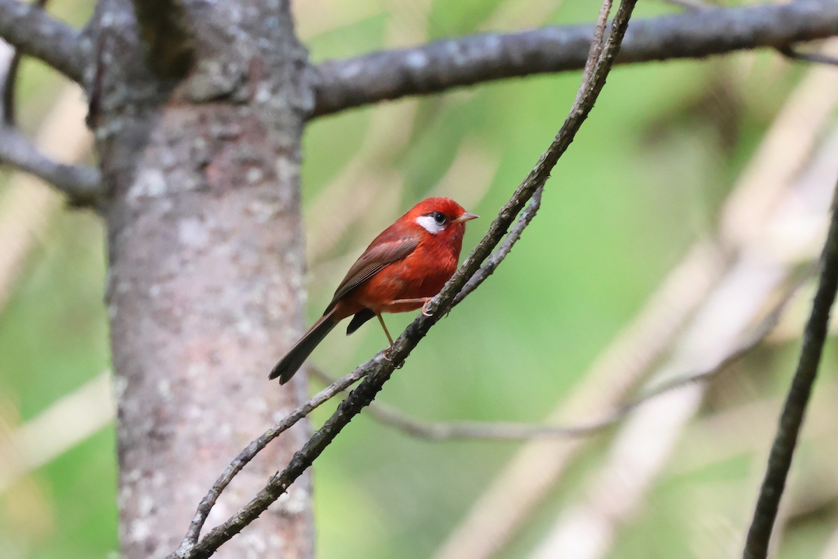 Red Warbler (White-cheeked) - ML644045152