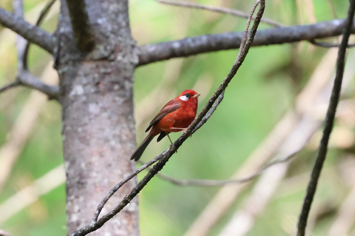 Red Warbler (White-cheeked) - ML644045153
