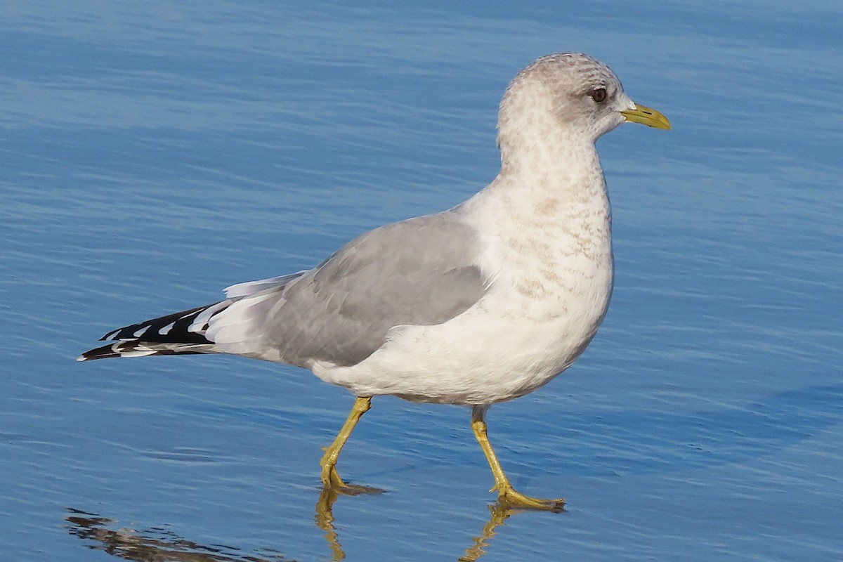 コカモメ - ML644045159
